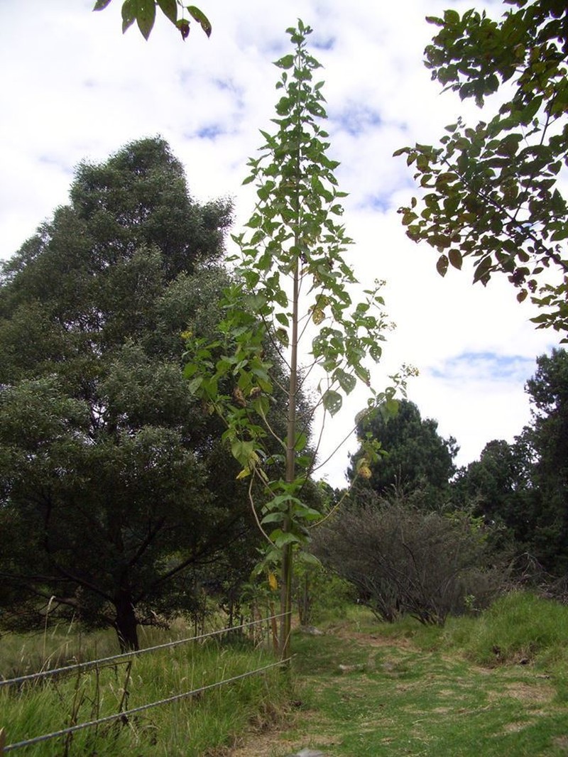 Smallanthus pyramidalis photo 7