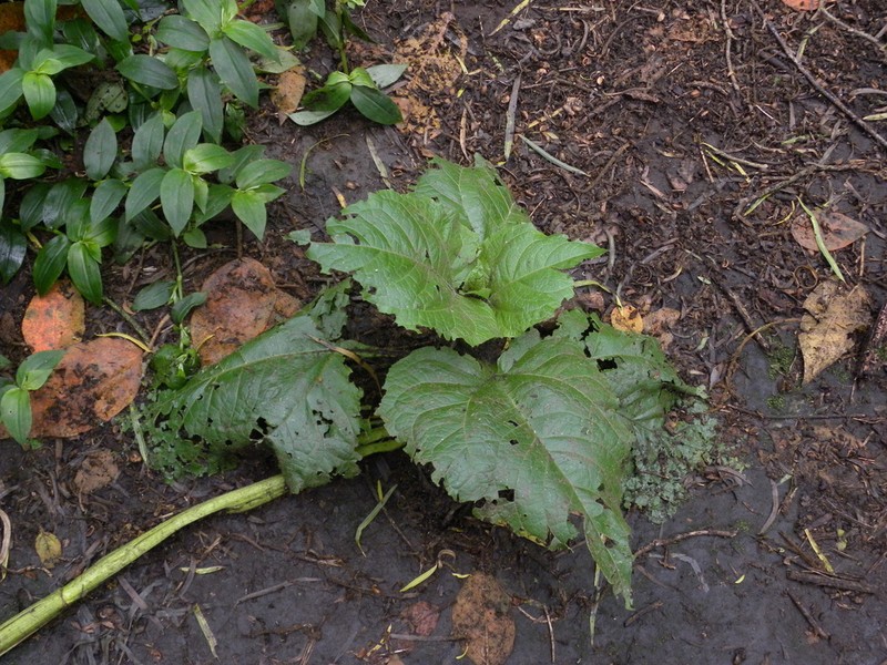 Smallanthus pyramidalis photo 8