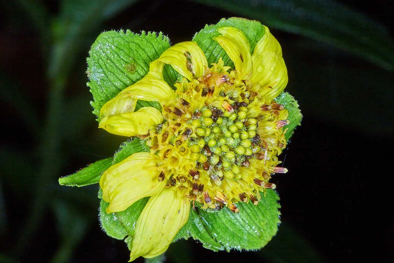 Smallanthus quichensis
