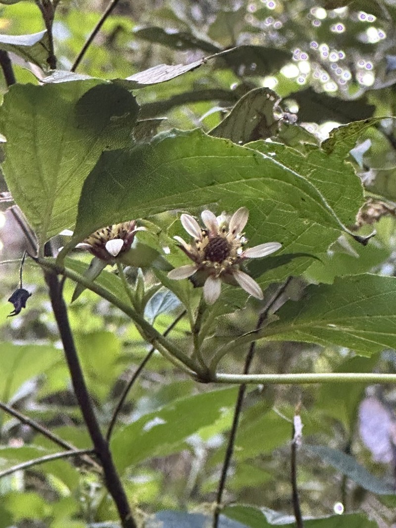 Smallanthus quichensis photo 2