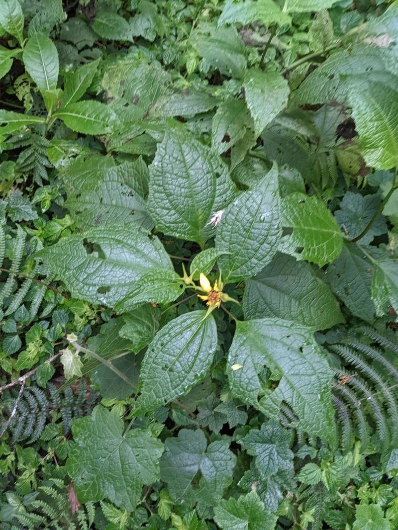 Smallanthus quichensis photo 3