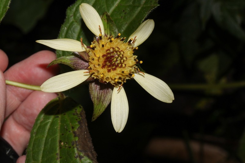 Smallanthus quichensis photo 4