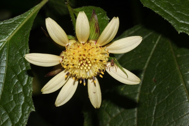 Smallanthus quichensis photo 5