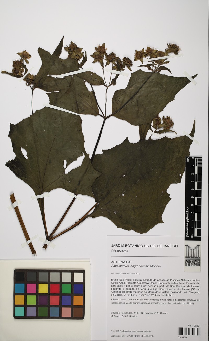 Smallanthus riograndensis