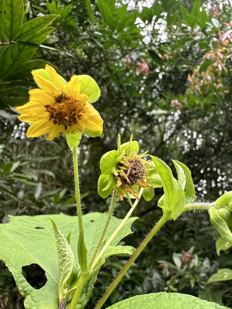 Smallanthus riparius