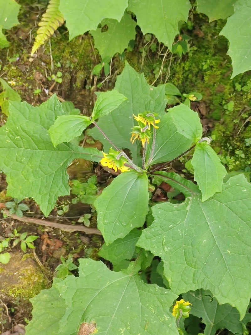 Smallanthus riparius photo 2
