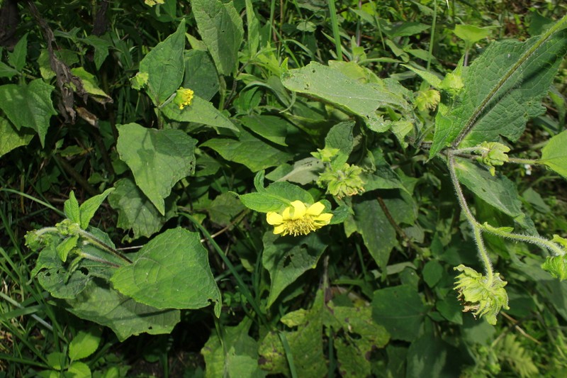 Smallanthus riparius photo 4