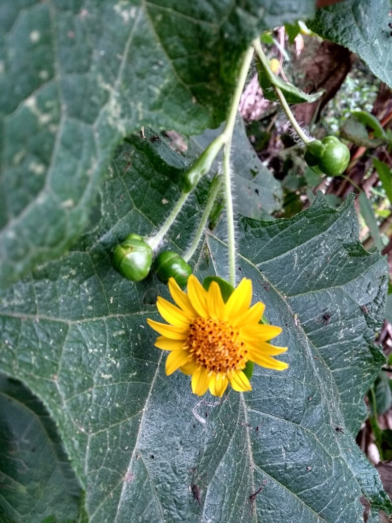 Smallanthus riparius photo 6