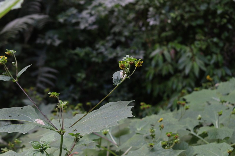 Smallanthus riparius photo 8