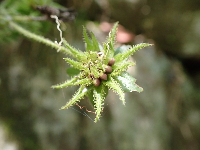 Smallanthus siegesbeckius