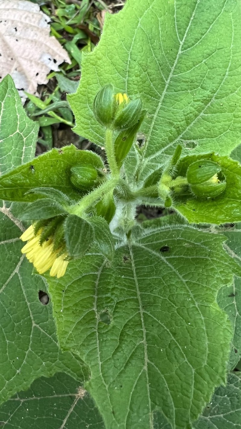 Smallanthus siegesbeckius photo 4