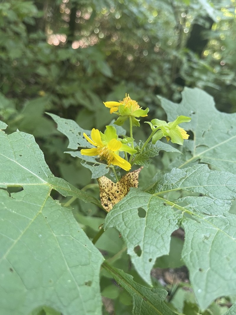 Smallanthus uvedalia photo 2