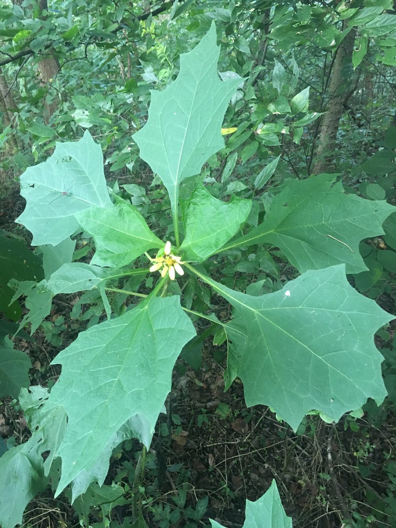 Smallanthus uvedalia photo 3
