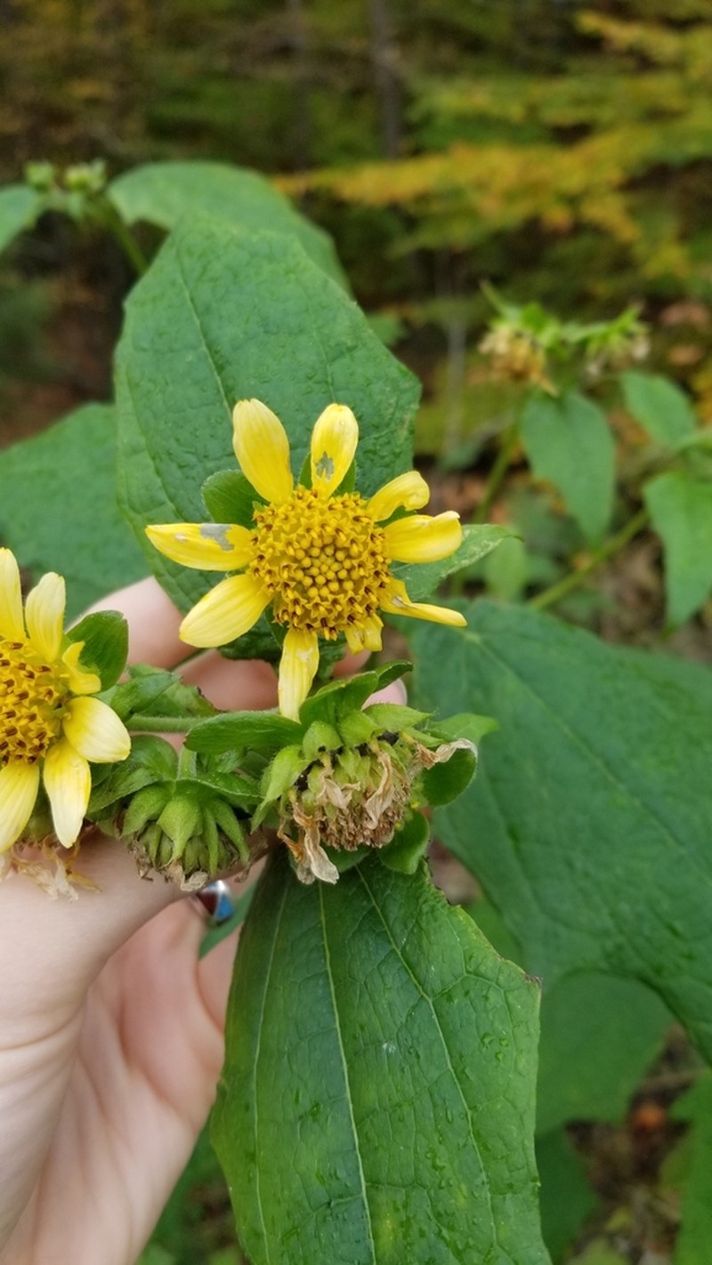 Smallanthus uvedalia photo 4