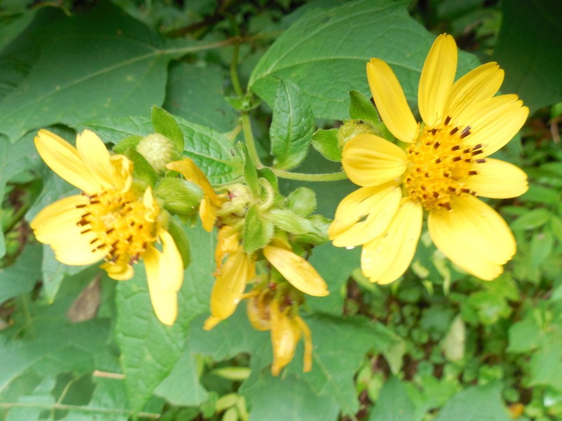 Smallanthus uvedalia photo 5