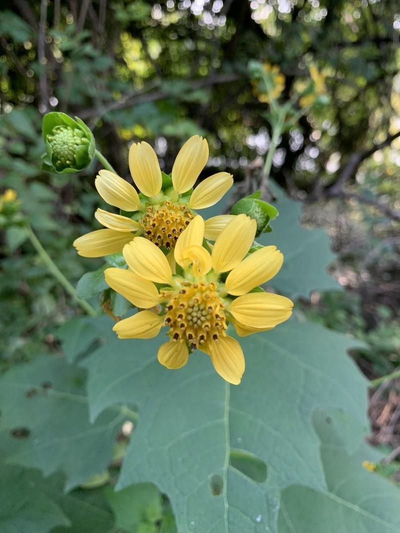 Smallanthus uvedalia photo 6