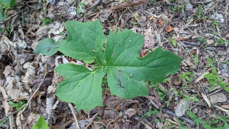 Smallanthus uvedalia photo 7