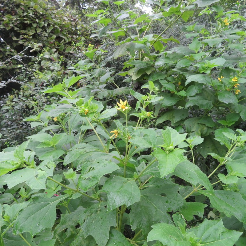 Smallanthus uvedalia photo 8