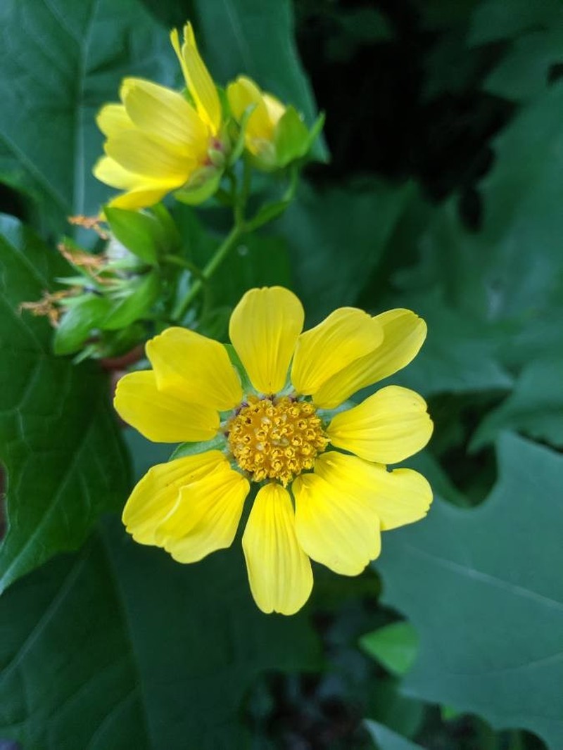 Hairy Leafcup