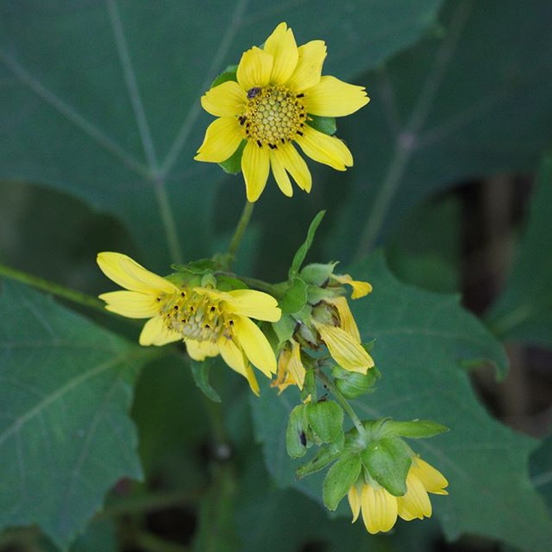 Hairy Leafcup photo 2