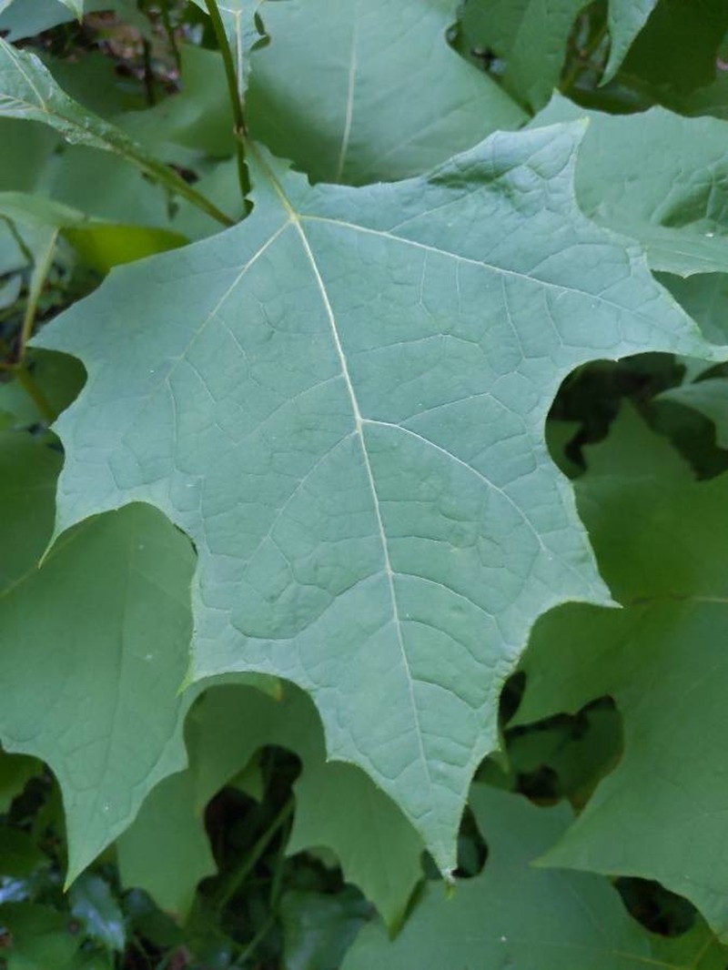 Hairy Leafcup photo 3