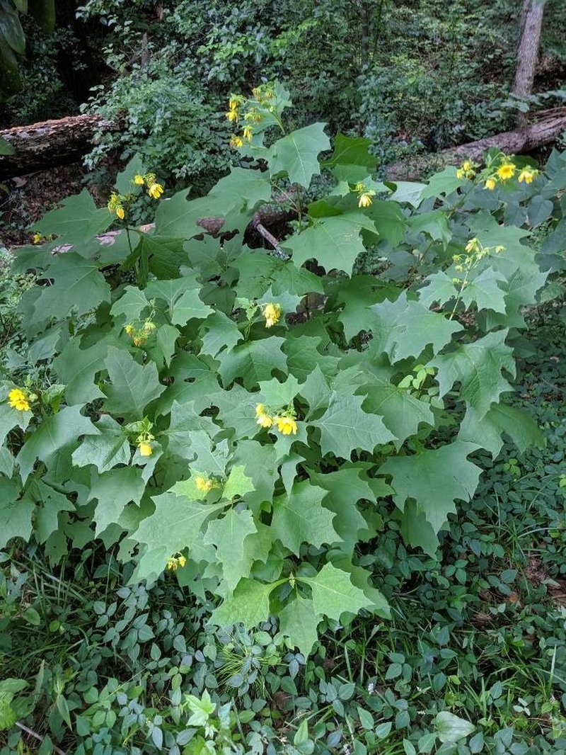 Hairy Leafcup photo 5