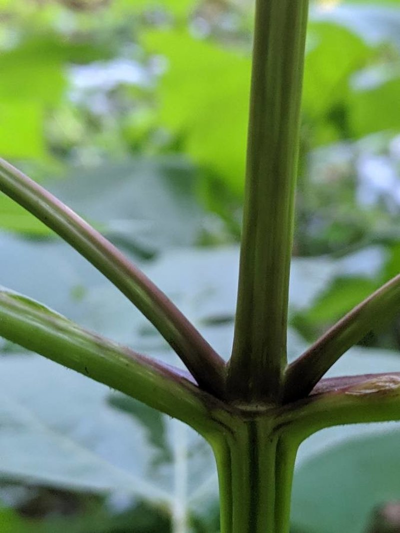 Hairy Leafcup photo 6