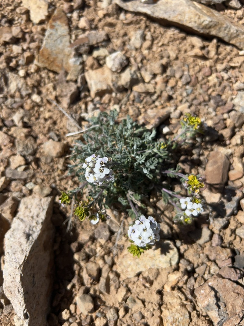 Smelowskia americana photo 3