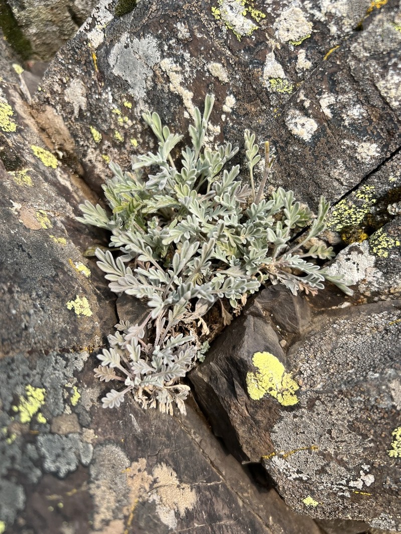 Smelowskia americana photo 4
