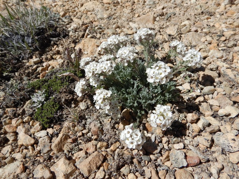 Smelowskia americana photo 5
