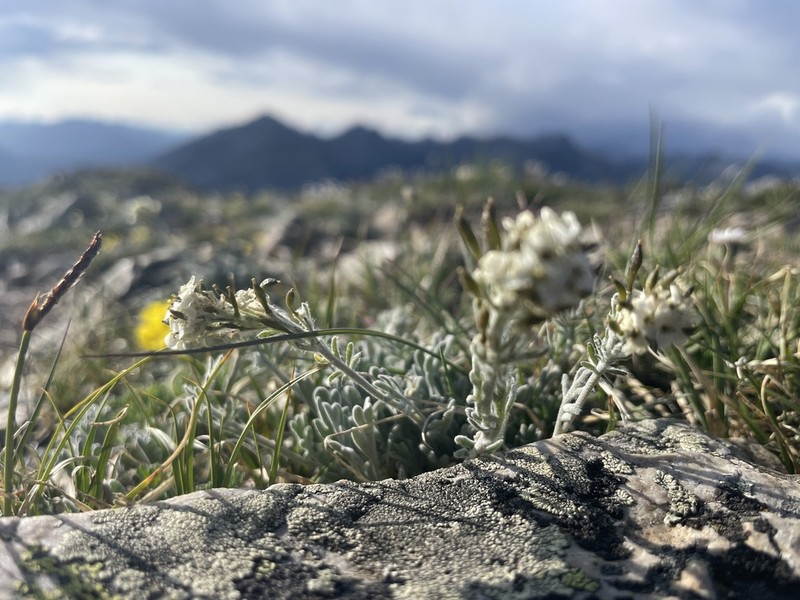 Smelowskia americana photo 6