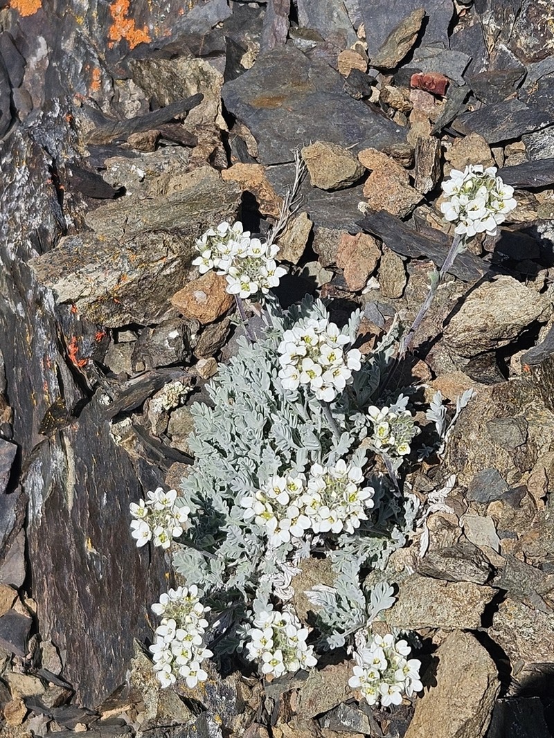 Smelowskia americana photo 7