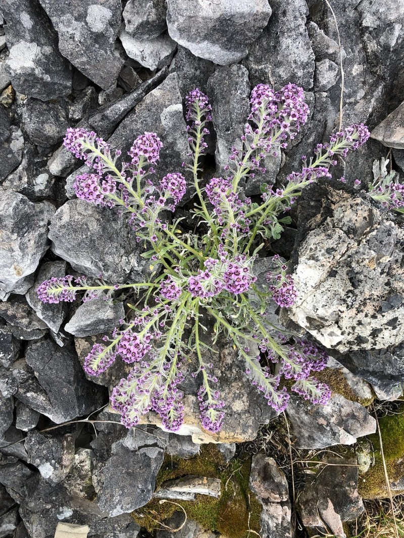 False Candytuft