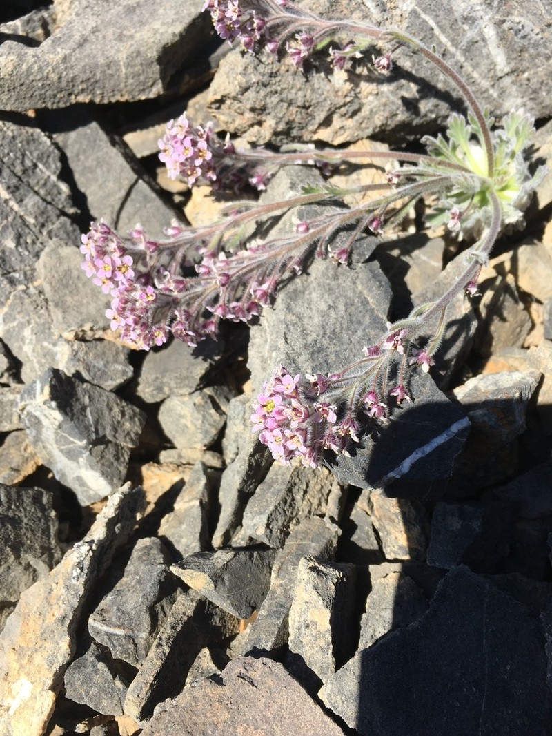 False Candytuft photo 2