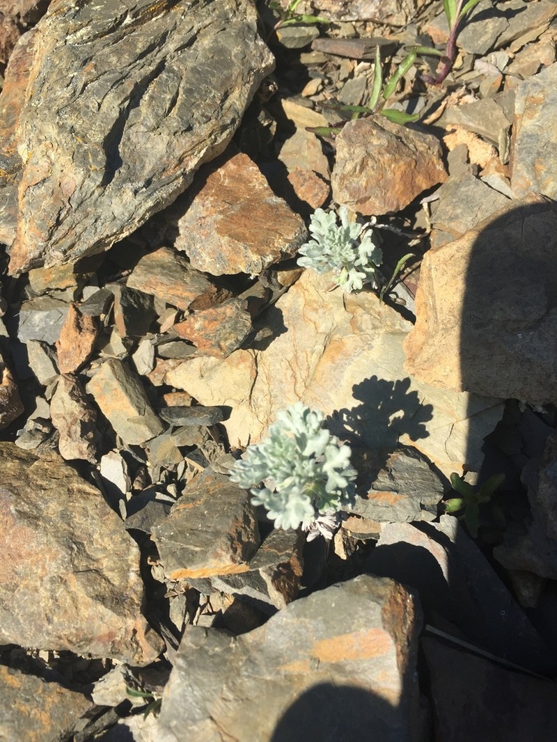 False Candytuft photo 3