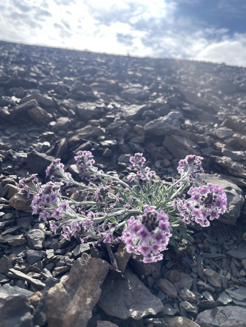 False Candytuft photo 4
