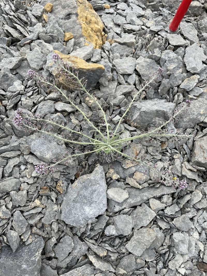 False Candytuft photo 5