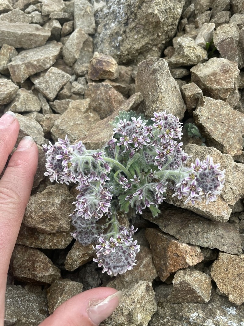 False Candytuft photo 8