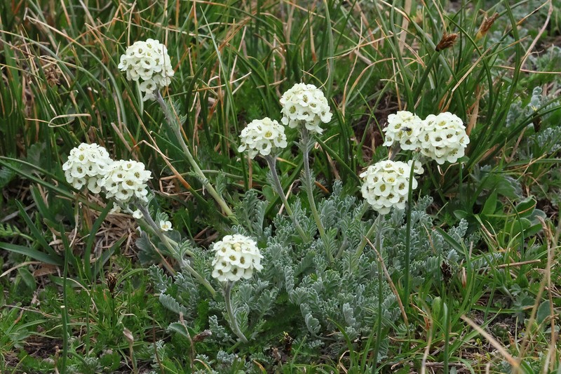 Alpine Smelowskia