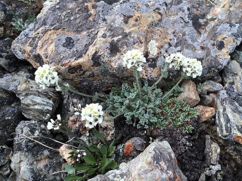 Alpine Smelowskia photo 2