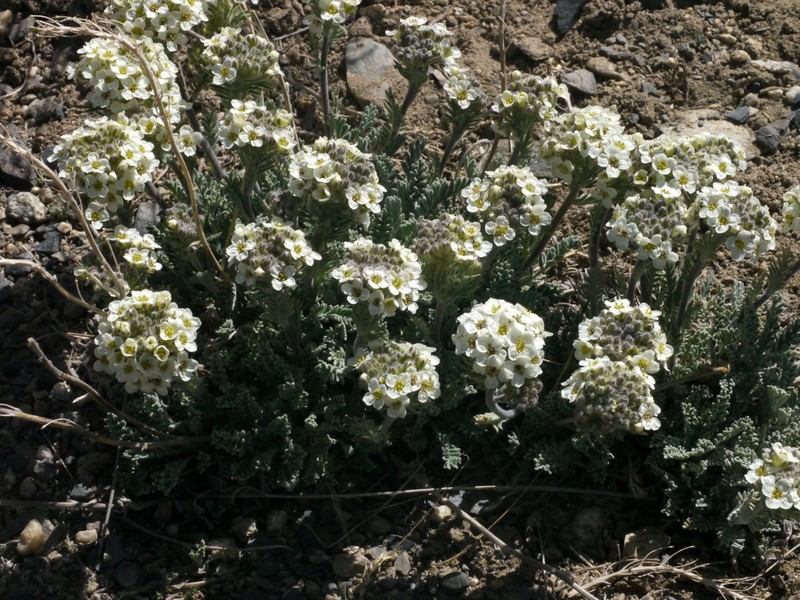 Alpine Smelowskia photo 3