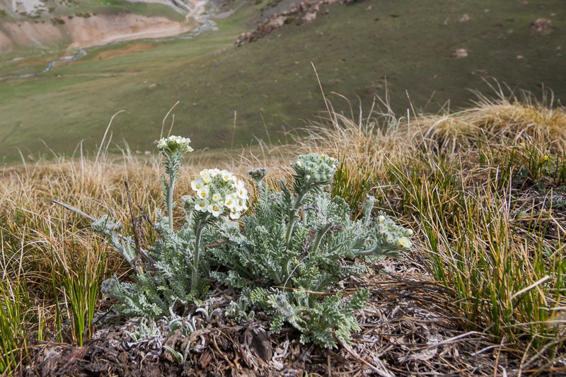 Alpine Smelowskia photo 4