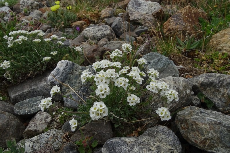 Alpine Smelowskia photo 5