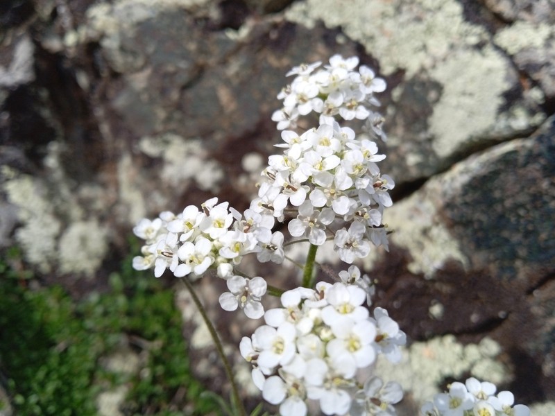 Alpine Smelowskia photo 6