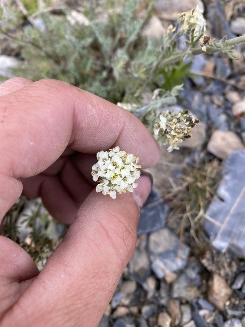 Alpine Smelowskia photo 7