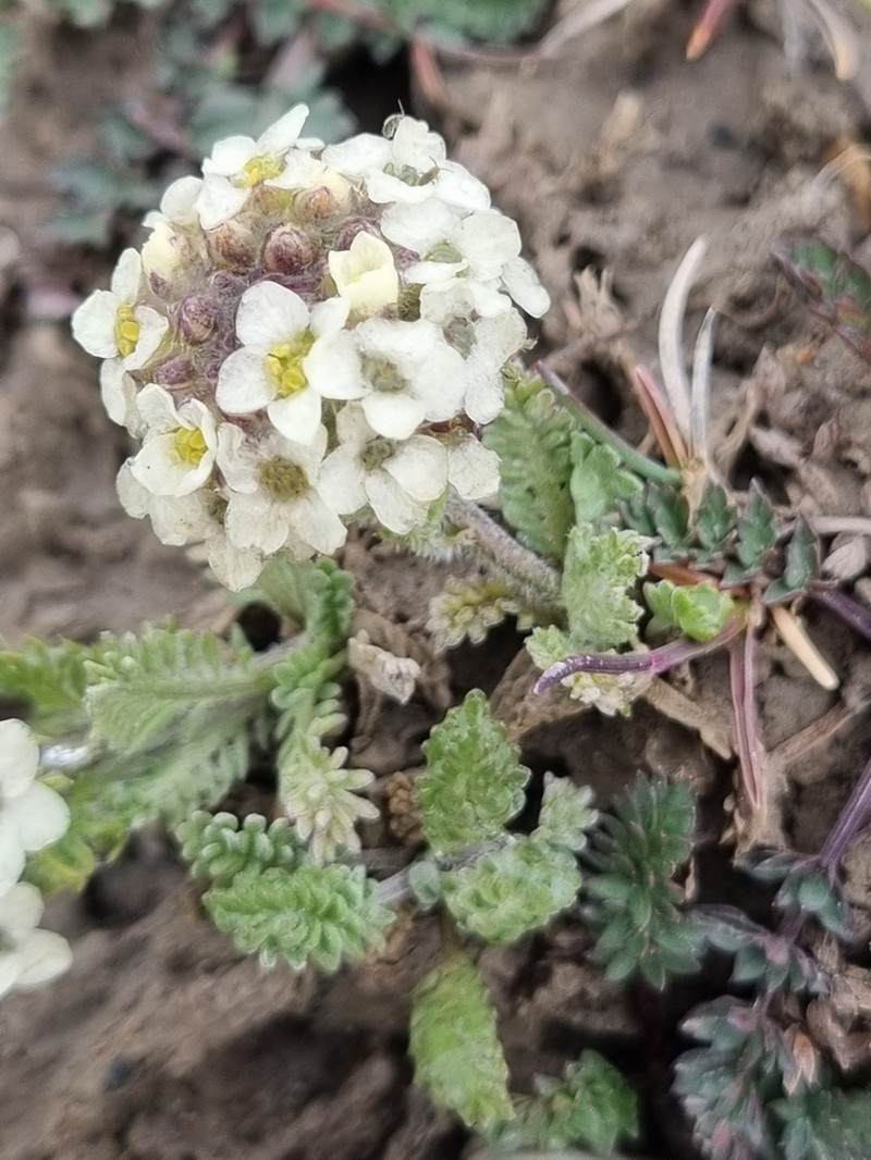 Alpine Smelowskia photo 8