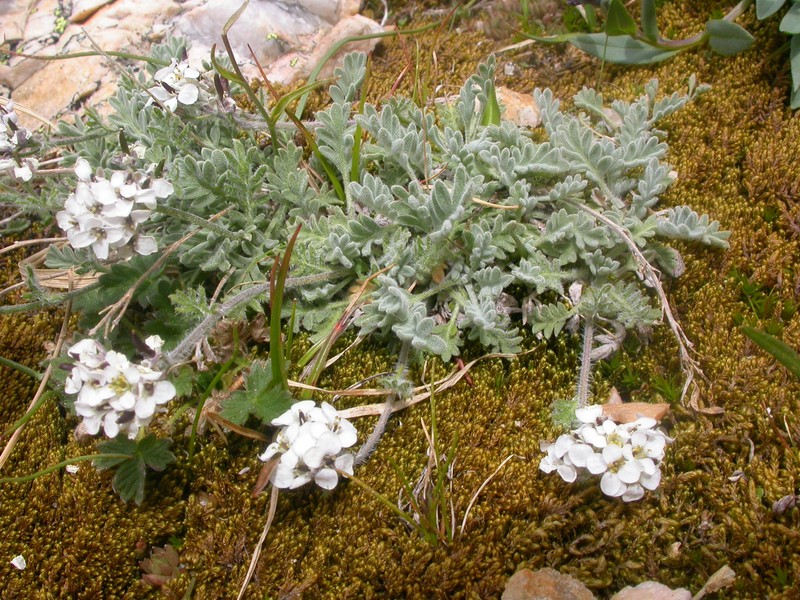 Alpine Smelowskia