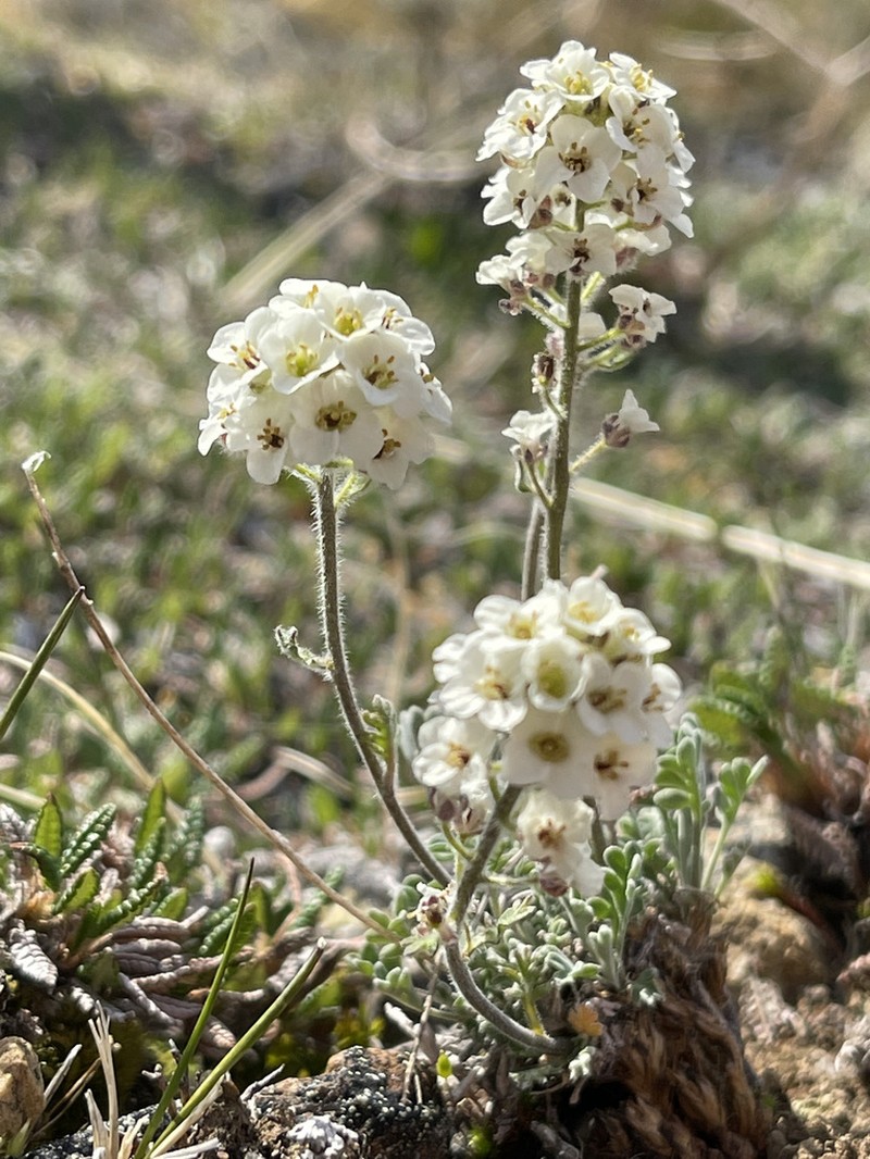 Fernleaf False Candytuft