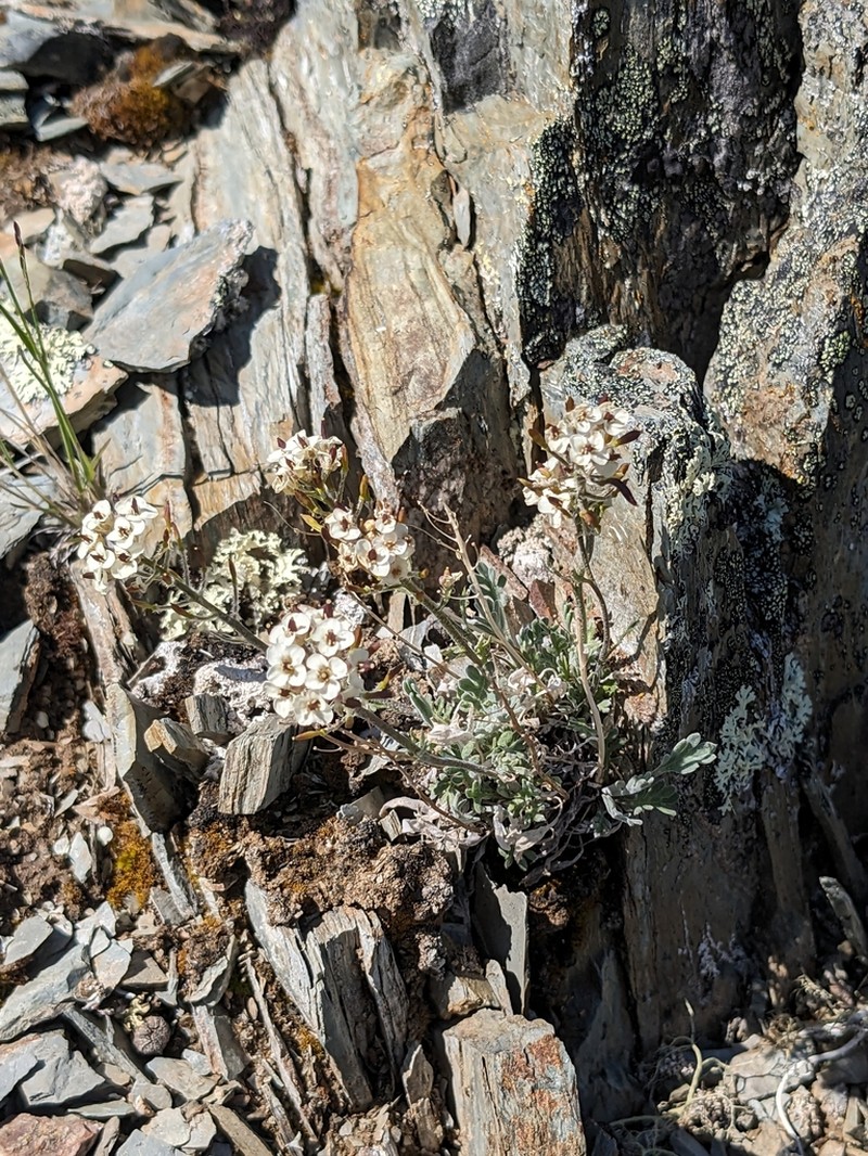 Fernleaf False Candytuft photo 2