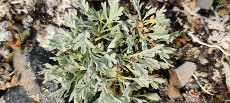 Fernleaf False Candytuft photo 4